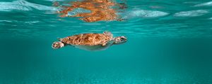 Preview wallpaper turtle, animal, underwater world, water