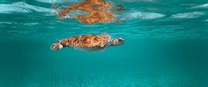 Preview wallpaper turtle, animal, underwater world, water