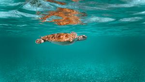 Preview wallpaper turtle, animal, underwater world, water