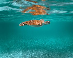 Preview wallpaper turtle, animal, underwater world, water