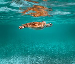 Preview wallpaper turtle, animal, underwater world, water