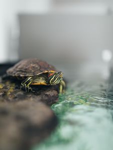 Preview wallpaper turtle, animal, water, shell