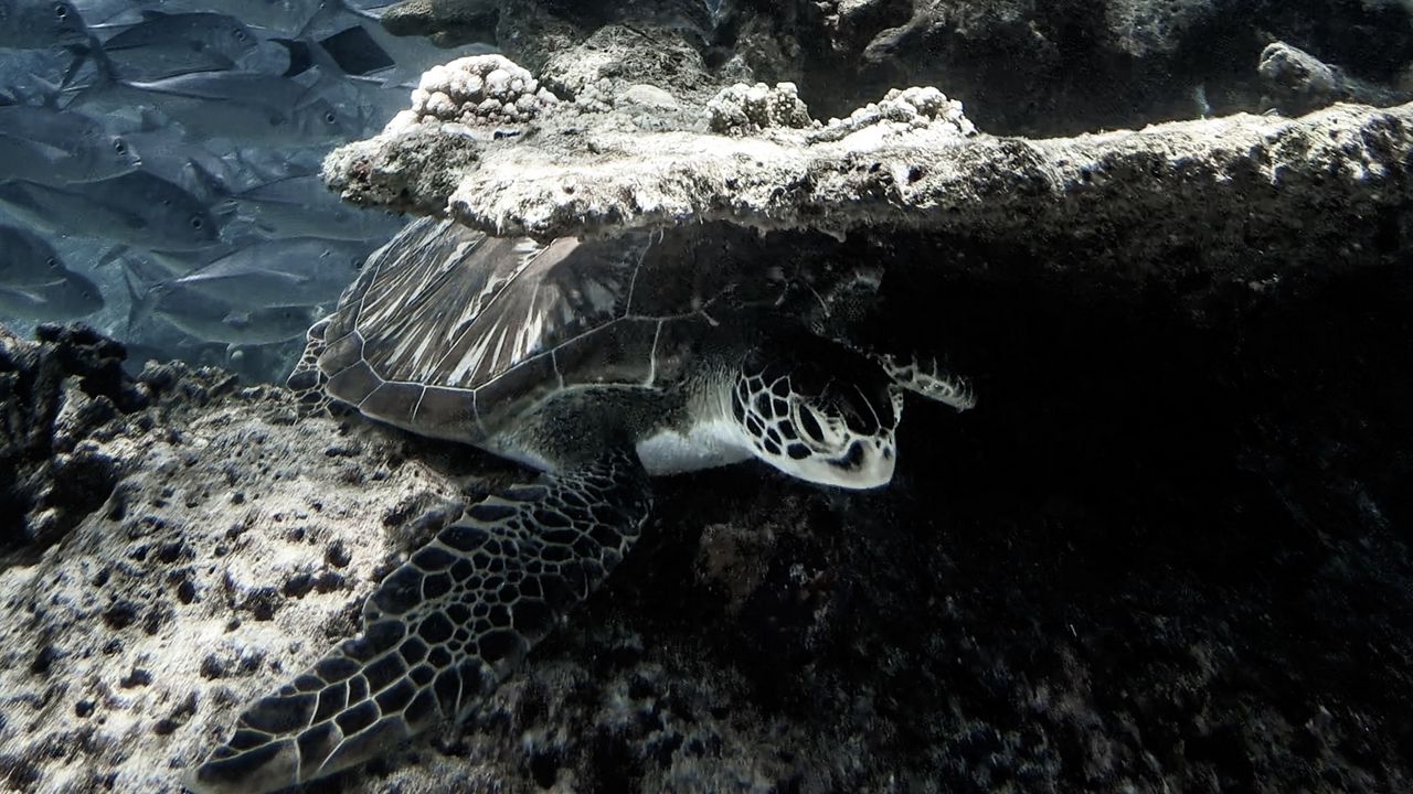 Wallpaper turtle, corals, fish, water
