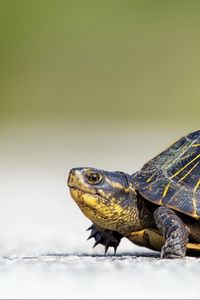 Preview wallpaper turtle, crawl, beautiful, background