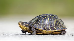 Preview wallpaper turtle, crawl, beautiful, background