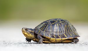 Preview wallpaper turtle, crawl, beautiful, background