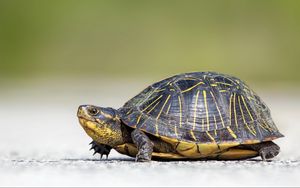 Preview wallpaper turtle, crawl, beautiful, background