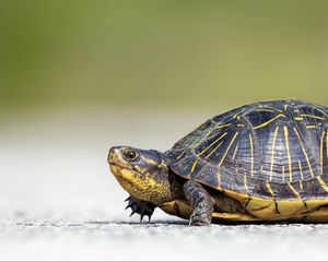 Preview wallpaper turtle, crawl, beautiful, background