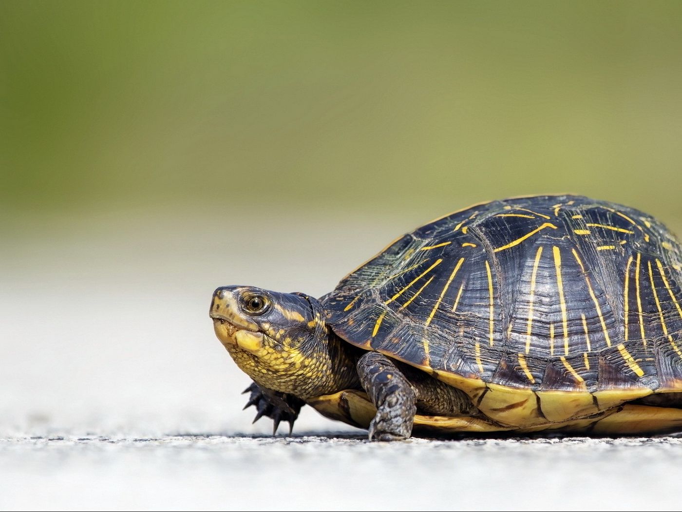 Download wallpaper 1400x1050 turtle, crawl, beautiful, background ...