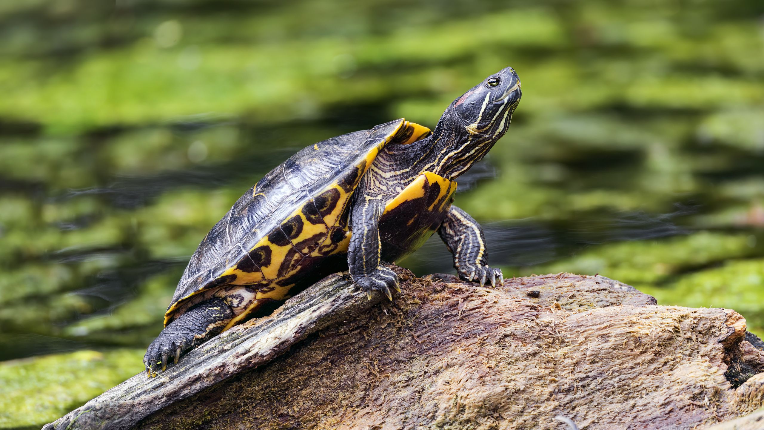 Download wallpaper 2560x1440 turtle, cute, log, blur widescreen 16:9 hd ...