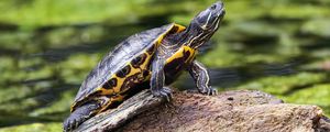 Preview wallpaper turtle, cute, log, blur