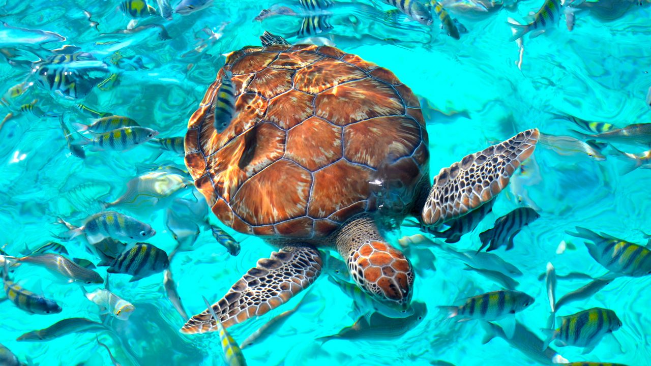Wallpaper turtle, fish, ocean