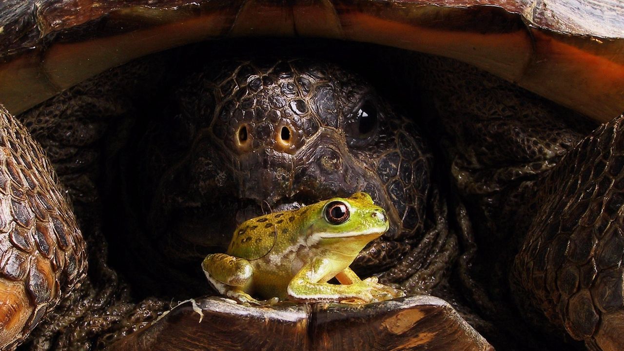 Wallpaper turtle, frog, face, armor