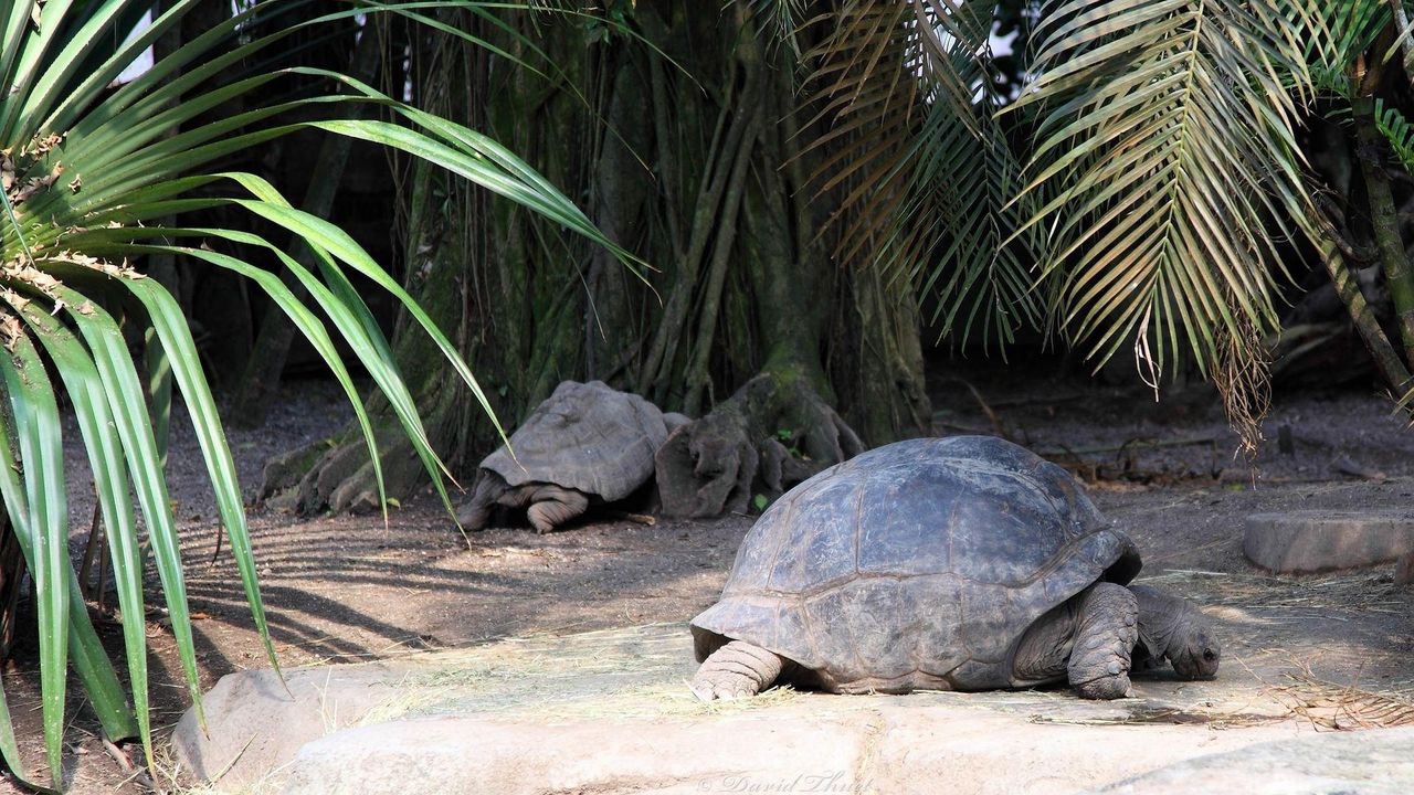 Wallpaper turtle, grass, tree, shell, lie