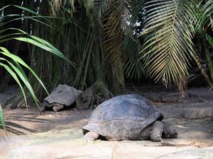 Preview wallpaper turtle, grass, tree, shell, lie