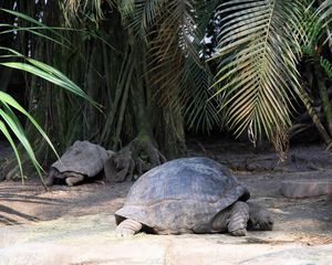 Preview wallpaper turtle, grass, tree, shell, lie