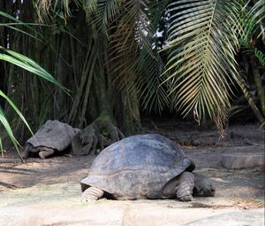 Preview wallpaper turtle, grass, tree, shell, lie