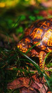 Preview wallpaper turtle, grass, wildlife, animal