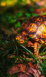 Preview wallpaper turtle, grass, wildlife, animal