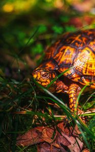 Preview wallpaper turtle, grass, wildlife, animal