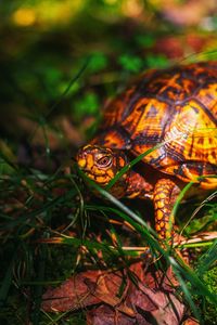 Preview wallpaper turtle, grass, wildlife, animal