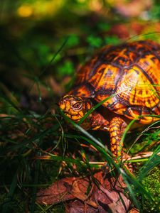 Preview wallpaper turtle, grass, wildlife, animal