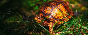 Preview wallpaper turtle, grass, wildlife, animal