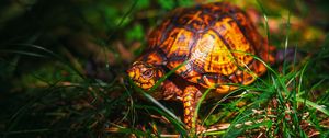 Preview wallpaper turtle, grass, wildlife, animal