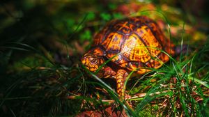 Preview wallpaper turtle, grass, wildlife, animal