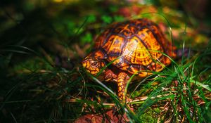 Preview wallpaper turtle, grass, wildlife, animal