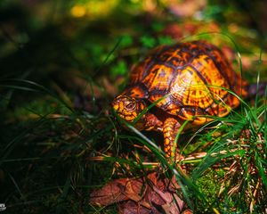 Preview wallpaper turtle, grass, wildlife, animal