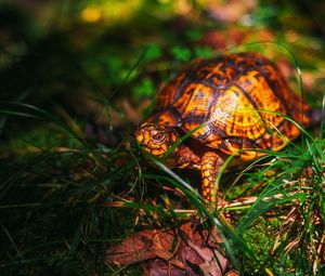 Preview wallpaper turtle, grass, wildlife, animal