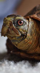 Preview wallpaper turtle, head, shell