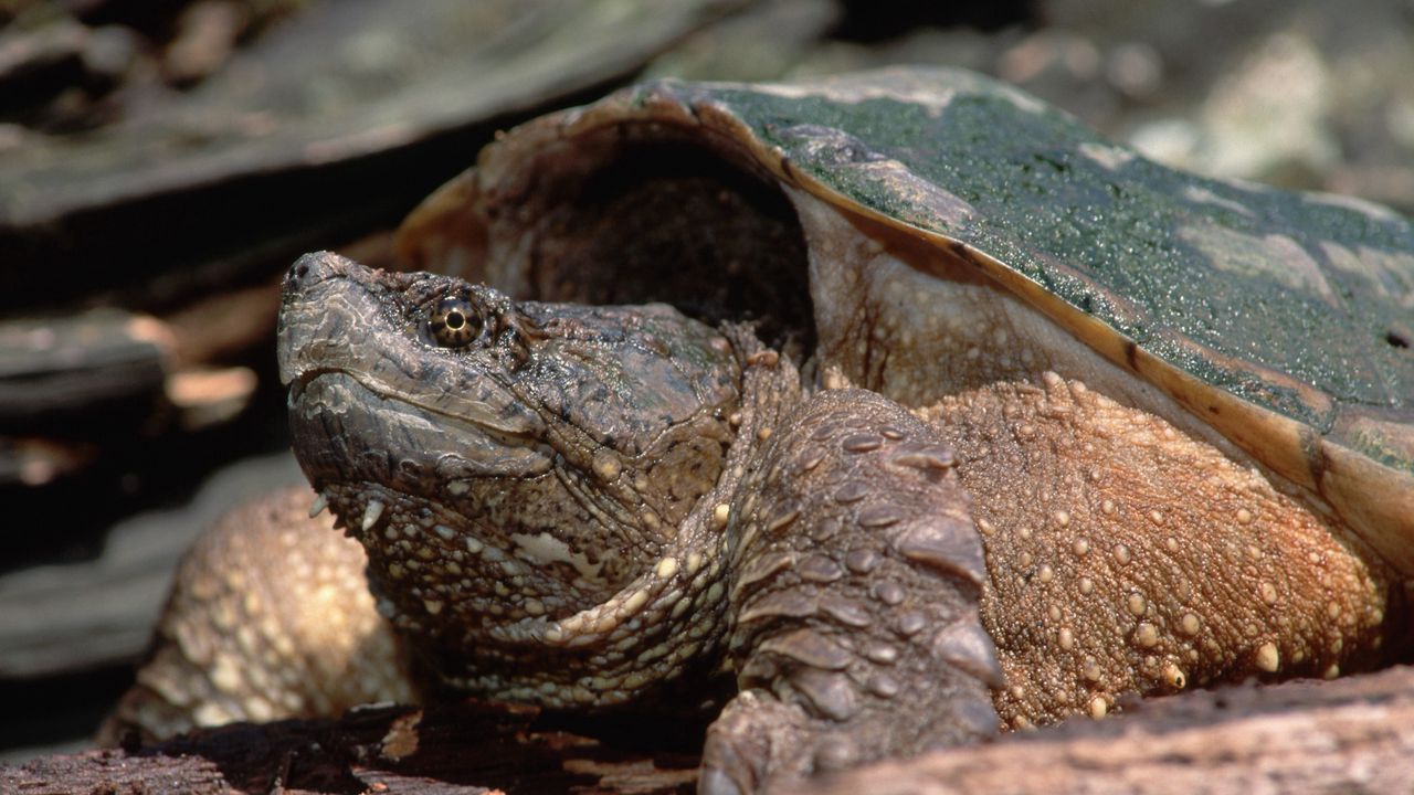 Wallpaper turtle, head, shell, climb