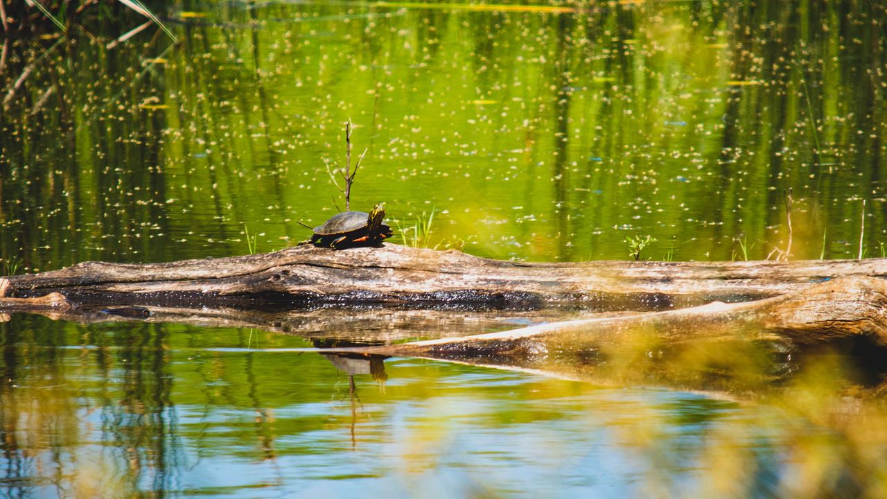 Wallpaper turtle, lake, water, wildlife