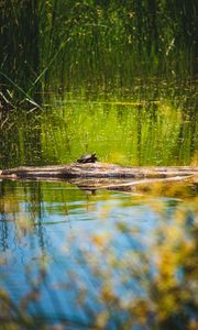 Preview wallpaper turtle, lake, water, wildlife