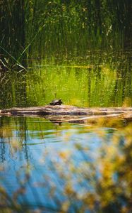 Preview wallpaper turtle, lake, water, wildlife