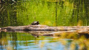 Preview wallpaper turtle, lake, water, wildlife