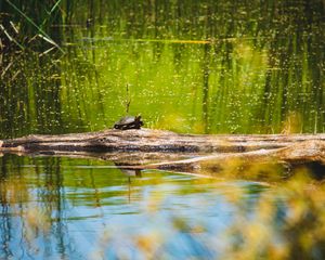 Preview wallpaper turtle, lake, water, wildlife