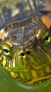 Preview wallpaper turtle, muzzle, eyes, water