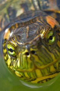 Preview wallpaper turtle, muzzle, eyes, water