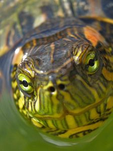 Preview wallpaper turtle, muzzle, eyes, water