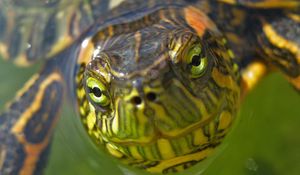 Preview wallpaper turtle, muzzle, eyes, water