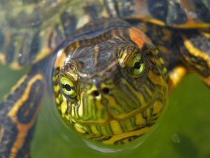 Preview wallpaper turtle, muzzle, eyes, water