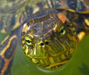 Preview wallpaper turtle, muzzle, eyes, water