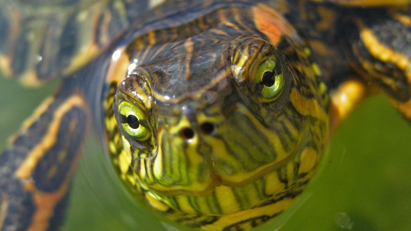 Download wallpaper 1366x768 turtle, muzzle, eyes, water tablet, laptop ...