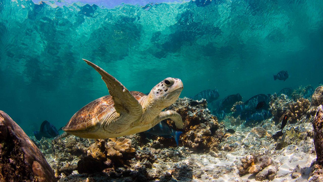 Wallpaper turtle, ocean, water, macro, fish, corals