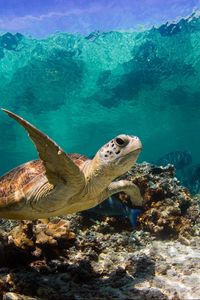Preview wallpaper turtle, ocean, water, macro, fish, corals