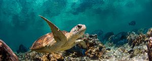 Preview wallpaper turtle, ocean, water, macro, fish, corals