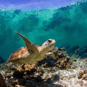Preview wallpaper turtle, ocean, water, macro, fish, corals